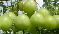 HEALTH BENEFITS OF AMLA/GOOSEBERRY