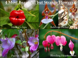 4 Most Beautiful but Strange Flowers